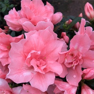 小桃红杜鹃花比利时西q洋杜鹃四季开花 室内庭院花卉绿植盆栽包邮