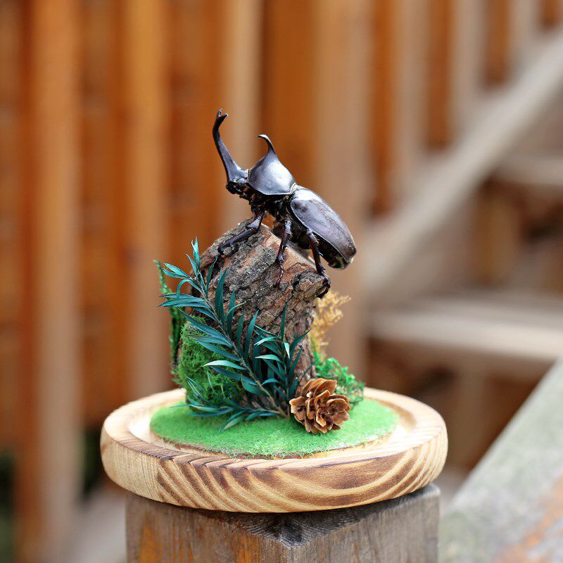 生态甲虫独角仙标本艺术玻璃罩昆虫微景观桌面展S示框摆件手工礼