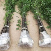 耐旱金镶玉竹子苗庭院室外大型四季 常青种植黄Q金竹紫竹罗汉竹盆