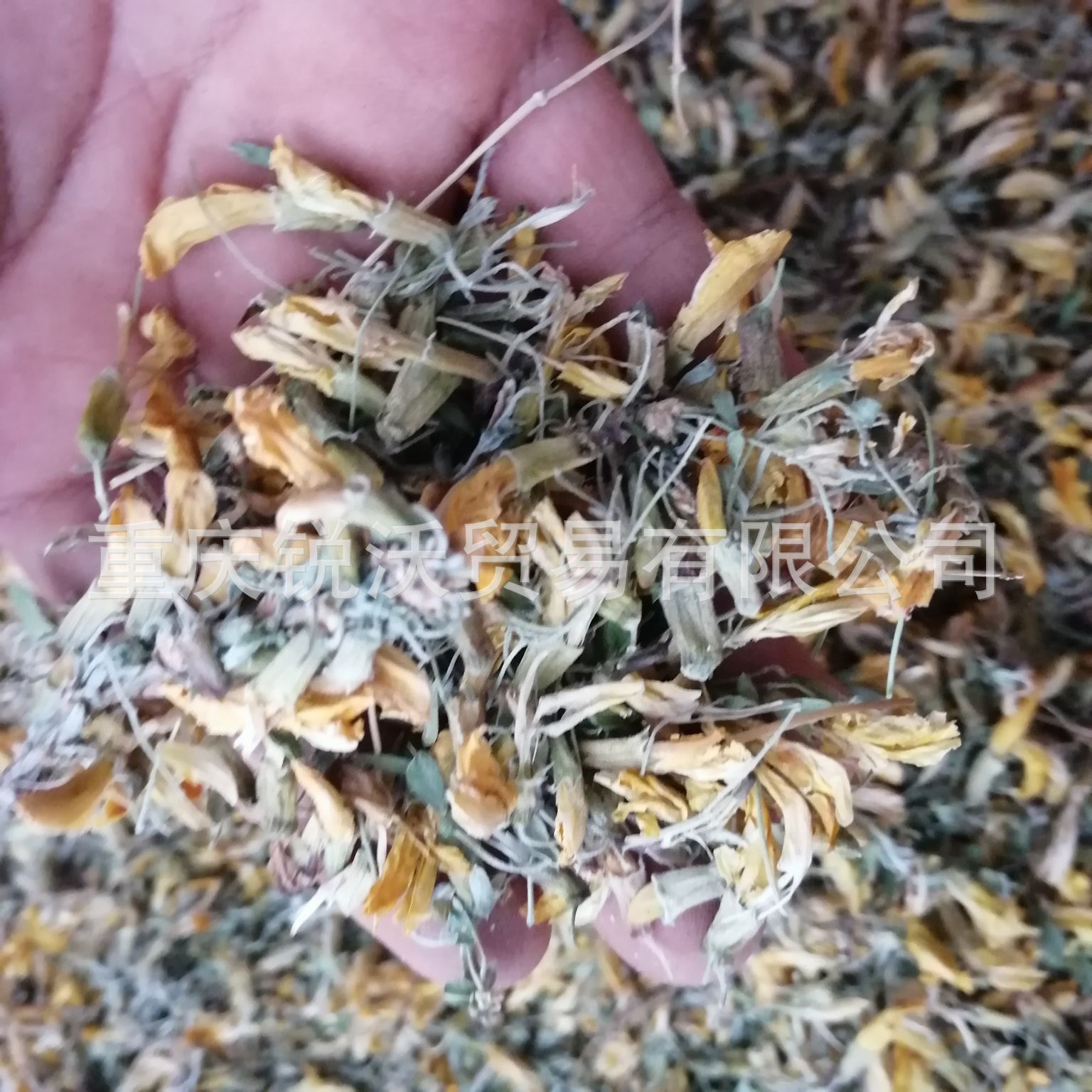 1公斤 新货烘干云南金雀花干花朵锦鸡儿金雀儿花金鹊花阳雀花