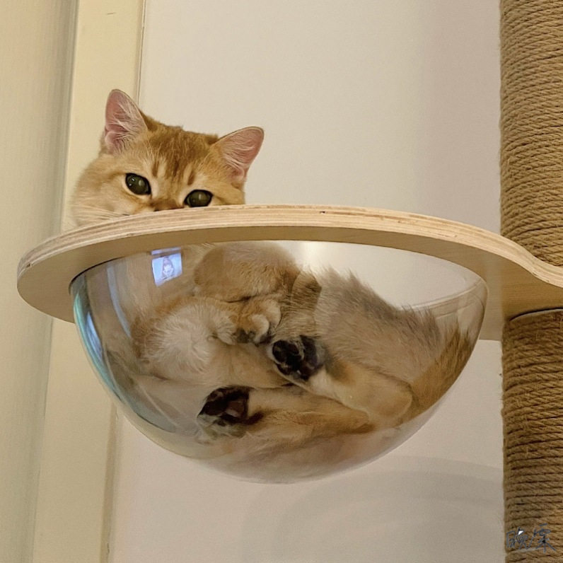 猫爬架diy材料底座自制麻绳仙人掌太空舱木板水管柱子猫窝猫树一