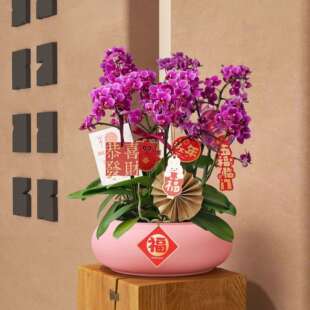中式蝴蝶兰花盆冬青银柳年宵花插花盆轻奢铁艺花篮花器福盆福桶花