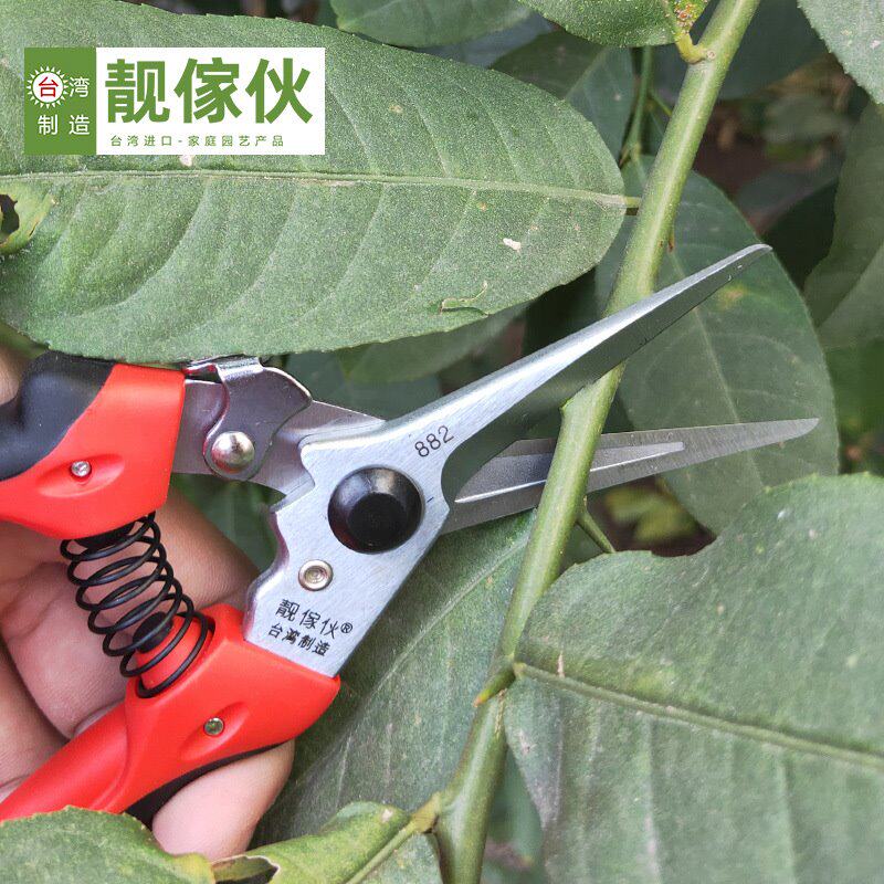 靓傢伙782A稀果修果剪葡萄枝专用剪刀蔬果采果剪水果园橘子果树剪