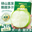 正宗砀山翠冠梨子新鲜水果皇冠翠玉梨安徽产地直发应当季 5斤整箱