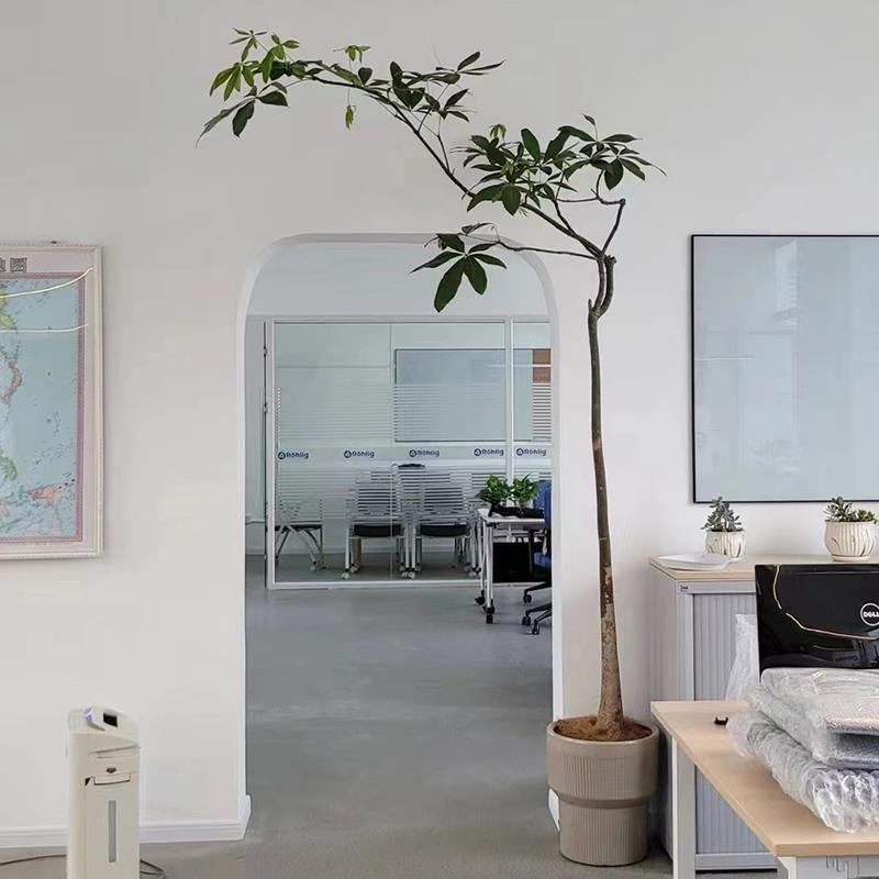 飘枝原生发财树盆栽造型大型绿植室内庭院客厅净观叶ins网红植物