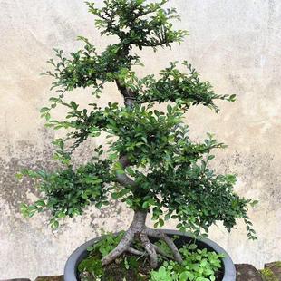 小叶榆树造型老桩盆景矮霸榔榆植物室内客厅办公室好养活阳台绿植