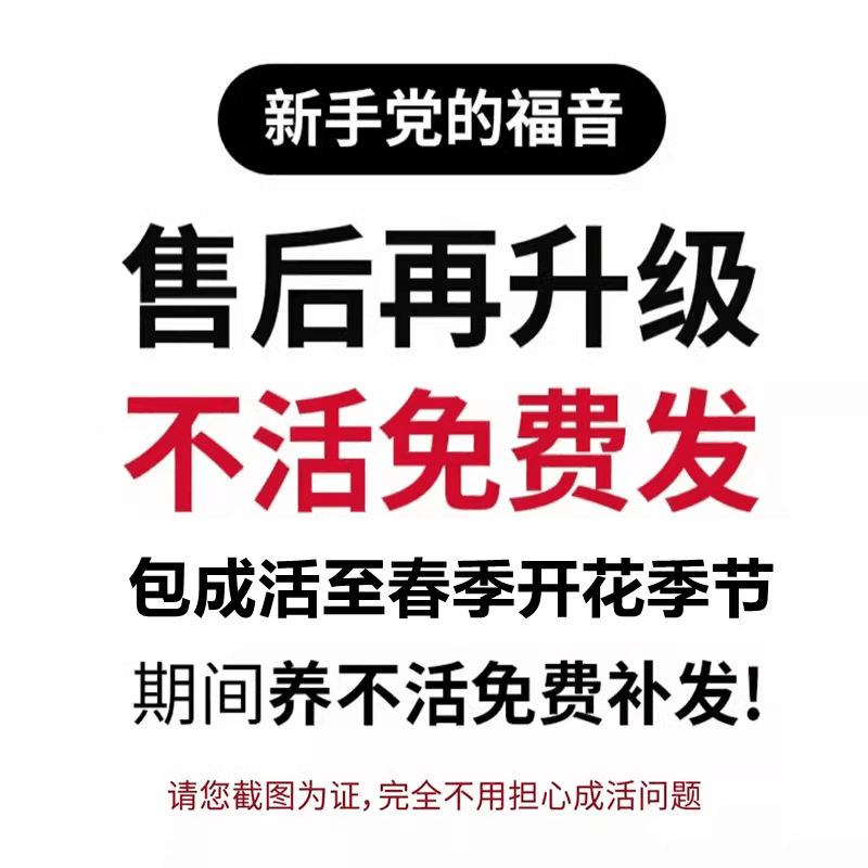 树形牡丹花苗独杆树苗菏泽正宗大花重瓣高杆牡丹树直杆花王室内外