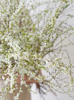 好货【雪柳遇水开花】鲜枝雪柳带芽孢昆明发货高度100cm遇水开花