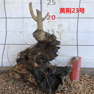 黄荆盆景树桩室外绿植盆栽