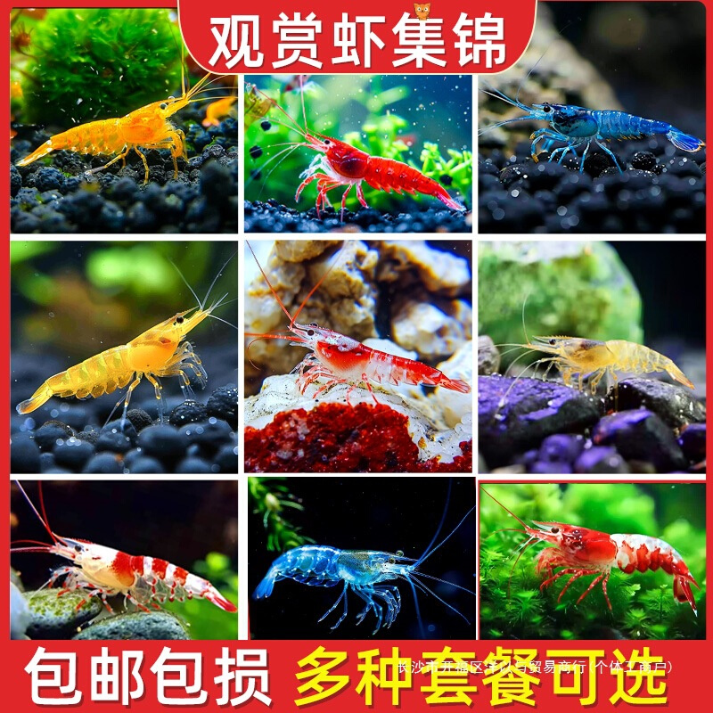 黑壳虾除藻虾淡水鲜活观赏虾清洁鱼耐活好养热带观赏鱼宠物水晶虾