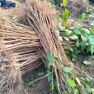 杜仲树苗中药材苗木庭院盆杜种苗杜仲苗种子试种杜种树苗包邮