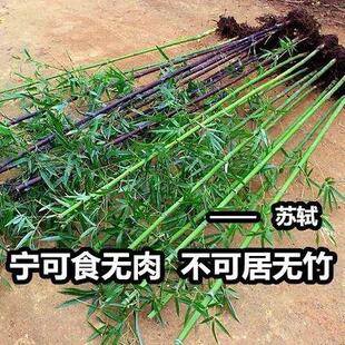 竹子苗四季青庭院植物北方耐寒紫竹苗早园竹罗汉大型毛竹户外盆栽