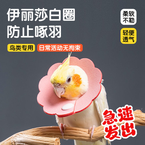 鹦鹉鹦鹉防咬脖套受伤保护项圈