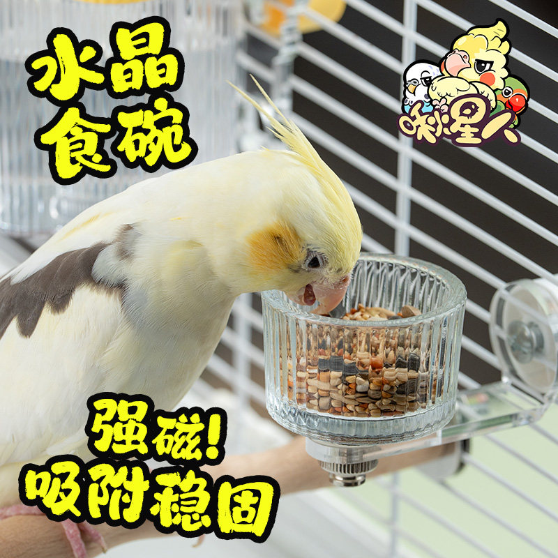 啾星人鹦鹉磁吸式玻璃食盆内挂图片