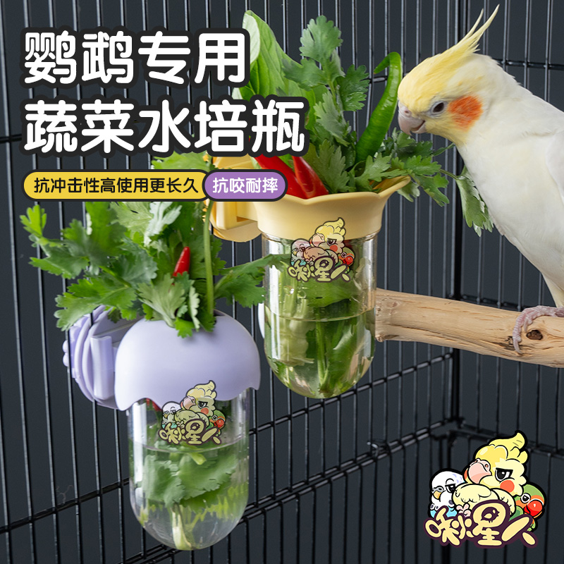 鹦鹉水培瓶蔬菜豆苗保鲜罐