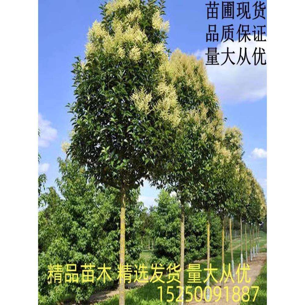 大叶女贞四季常青树苗大树高杆女贞苗南北方庭院绿化耐寒风景树种