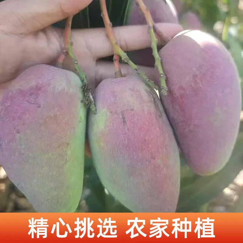 四川攀枝花贵妃芒果新鲜水果农家种植精心挑选当季现摘