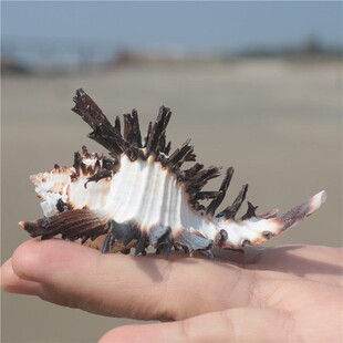 天然海螺贝壳黑千手螺苣骨螺寄居蟹换壳卷贝鱼寄居鱼缸
