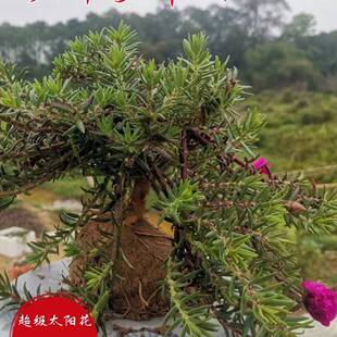 宿根太阳花老桩重瓣老苗多年生牡丹玫红王老桩太阳花带根桃子花苞