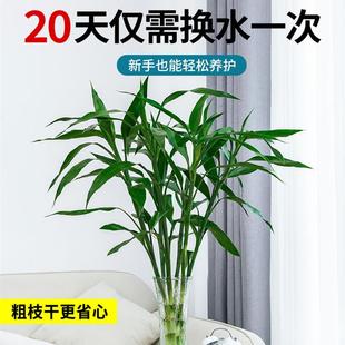 富贵竹水培植物水养粗杆发财树带根绿植转运竹子花卉盆栽室内客厅