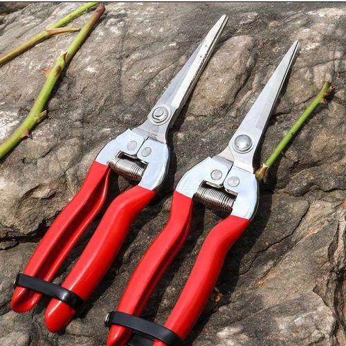 稀果摘果剪葡萄修枝专用剪刀蔬果采摘F剪子摘水果橘子果树工具神