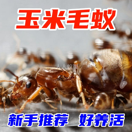玉米毛蚁爆产蚁后产卵快