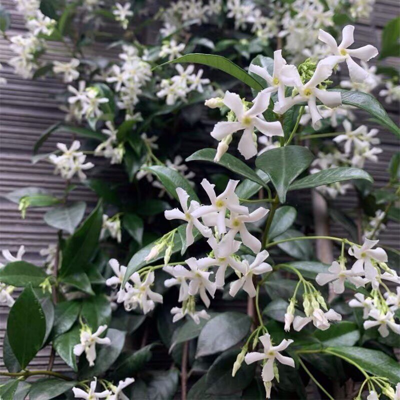 风车茉莉盆栽懒人好养络石藤垂丝C爬藤花卉耐寒阳台植物四季开花