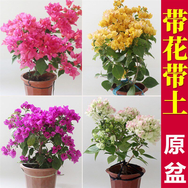 三角梅盆栽带花绿樱爬藤老桩重瓣四季开花马斯R不甜西瓜阳台植物