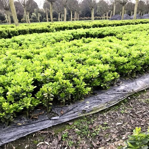 雀舌黄杨盆景名贵小叶皱皮稀有盆栽造型植物客厅办V公室四季常青