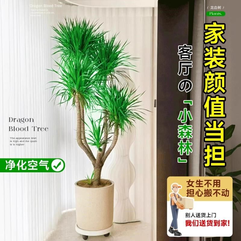 龙血树客厅绿植多头龙须s树龙铁树旺宅大型植物盆栽造型摆放阳台