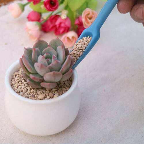 速发a succulet plat seedligs Gdeig s Seedlig li