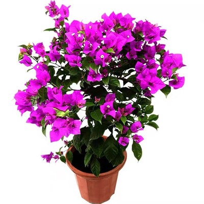 【耐寒】三角梅四季开花耐热室外庭院多色花卉绿植爬藤植物