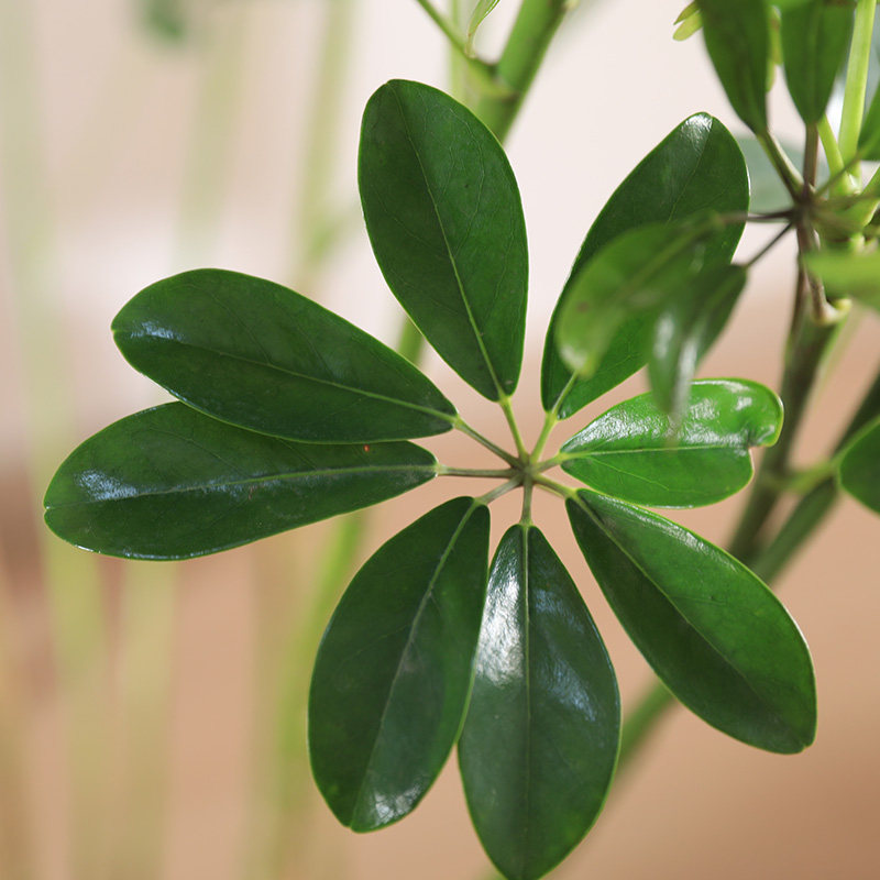 双木林鸭脚木大盆栽八方来财鹅掌柴d植物室内办公室客厅绿植七叶