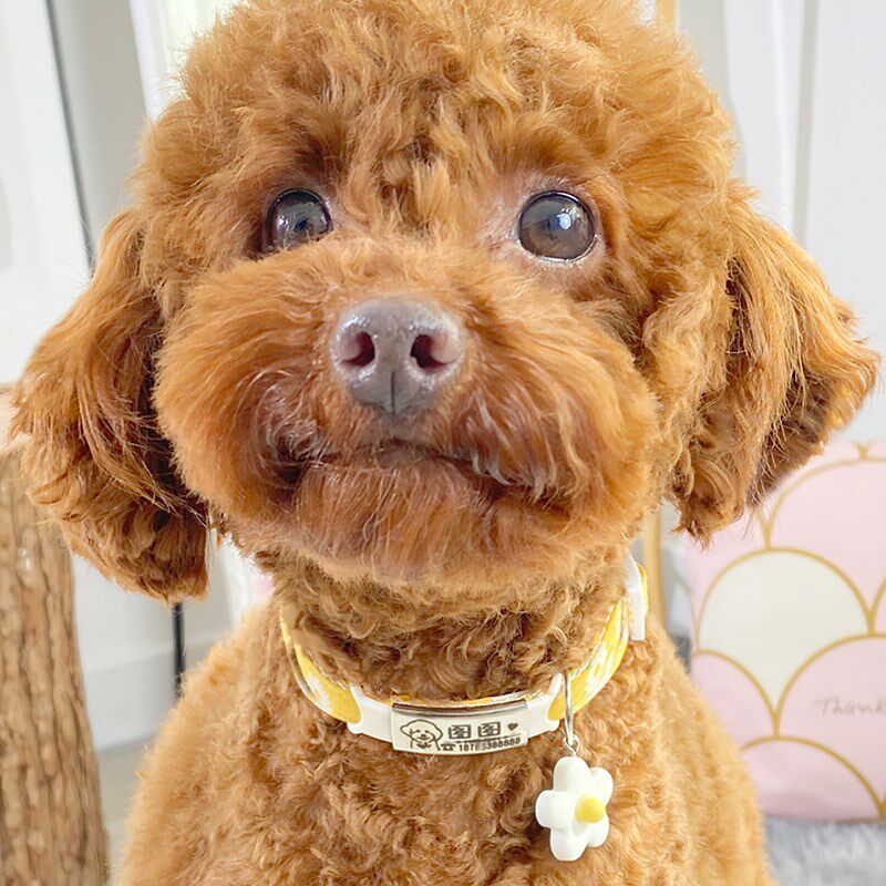 速发狗牌带项圈防丢猫咪挂牌项链脖圈饰品猫牌