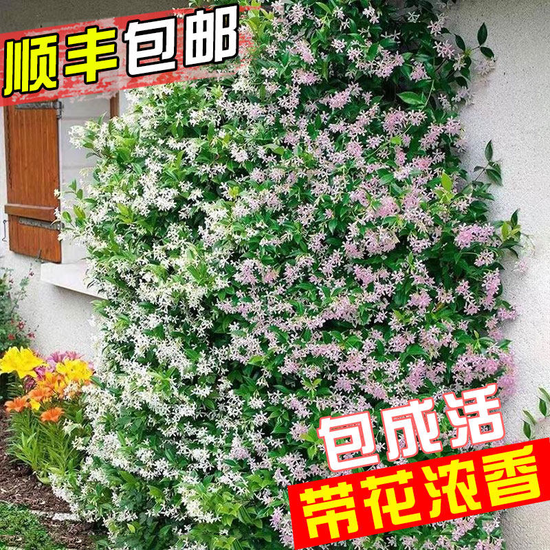 速发风车茉莉爬藤植物盆栽茉莉花大苗四丝垂莉带花苞茉季开花台植
