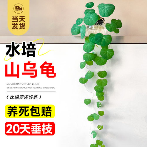 速发水培山乌龟爬养植物一叶龟盆栽观叶红藤种球室内好藤桌面四季