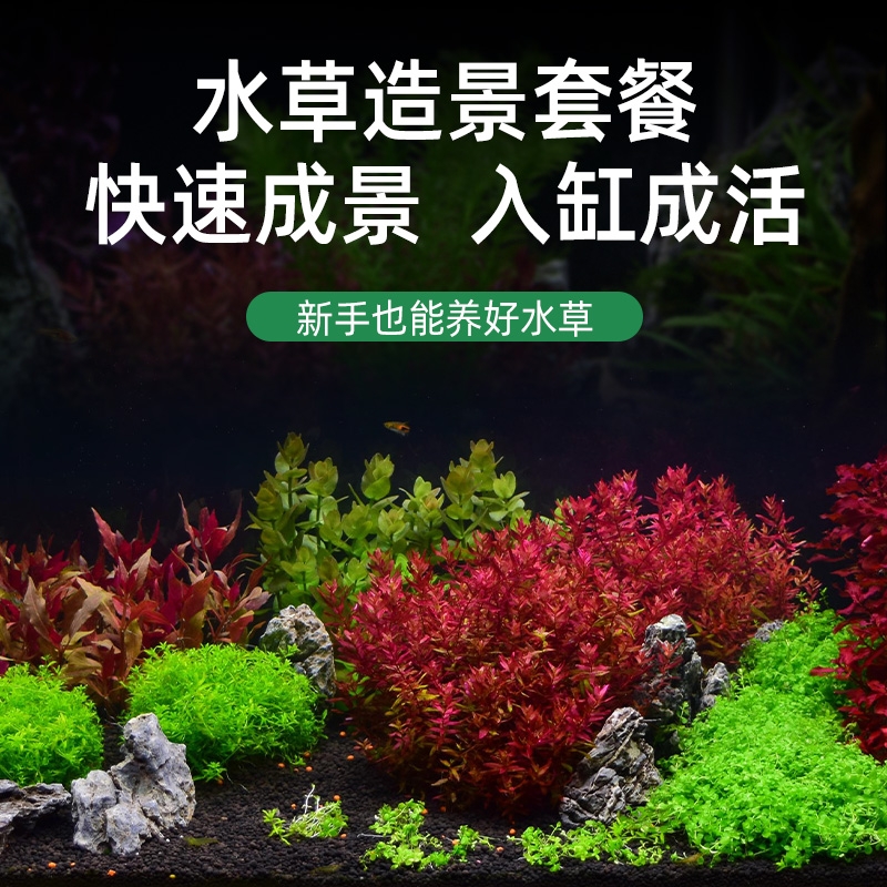 椒草系列阴性水草迷你椒小青椒温蒂椒莫斯水榕流缸南美缸装饰造景