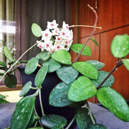 新品球兰花盆栽 室内爬藤垂吊植物花卉 杂交匍匐球兰 球兰大苗 带