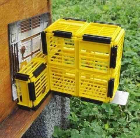 中蜂自动分蜂神器蜜蜂无人值守分蜂器收王器多功能蜂箱防逃跑巢门