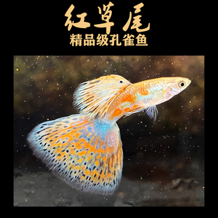 极速红草尾蓝兰草尾孔雀鱼大尾精品观赏鱼热带水草高端缎带怀孕母