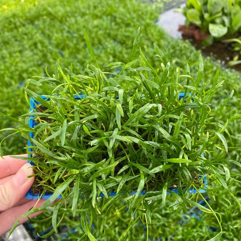 南美针叶盒8*15cm鱼缸草缸造景水草场直发水培增氧阴性淡水草植物