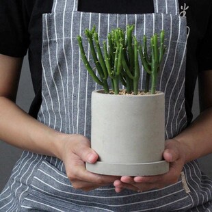 光棍树盆栽 绿玉树 绿珊瑚 y多肉植物 肉肉植物仙人掌类盆栽耐干