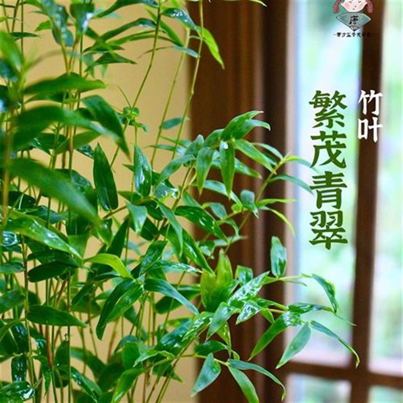 米竹水培苔藓球i植物红观音竹金明竹室内客厅办公室微景观绿植盆