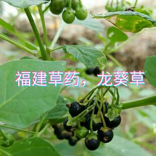 闽南青草药乌点规鸡啄草乌疔草少花新鲜龙葵草天茄子野辣椒苦龙葵