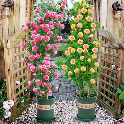 Rattan this month, seasonal flowers, big flowers, strong fr