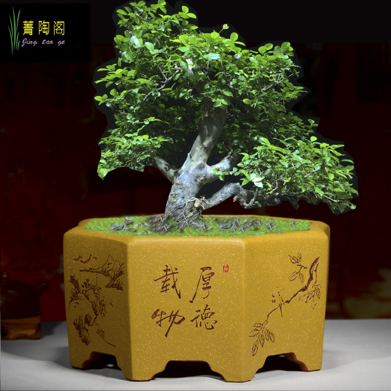 精品紫砂花盆八方形兰花花盆君子兰盆榕树老桩透气陶瓷专用盆景盆