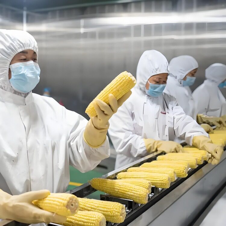鲜食甜玉米加工流水线设备 东北甜玉米扒皮机 玉米切头去尾清洗机