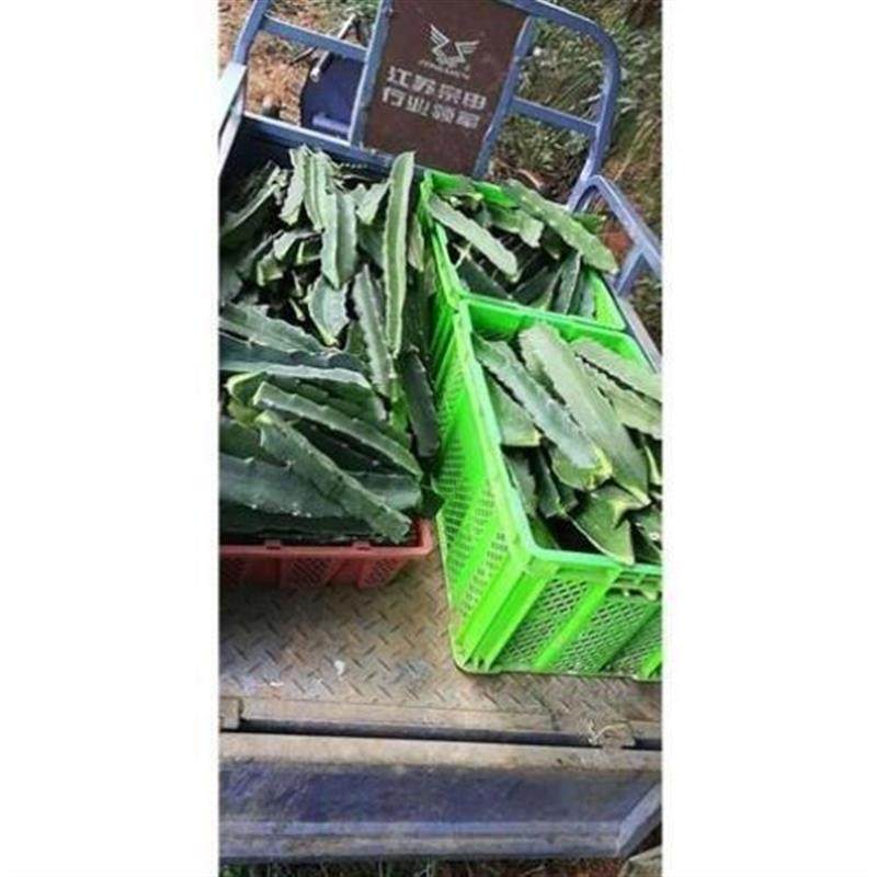 蟹爪兰嫁接砧木三角柱三棱剑火龙果仙人掌嫁接蟹爪兰仙人指盆栽*