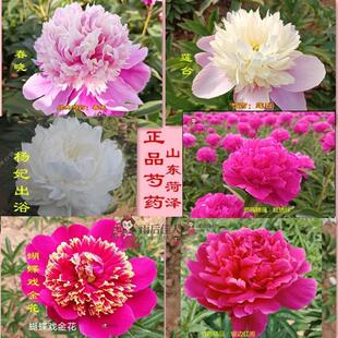 杨妃出浴莲台奇花争辉蝴蝶戏金花红绣球芍药大花苗易活阳台花庭院