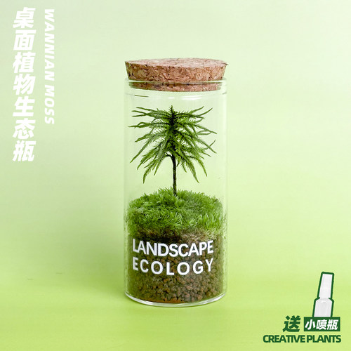 桌面小绿植生态杯微景观